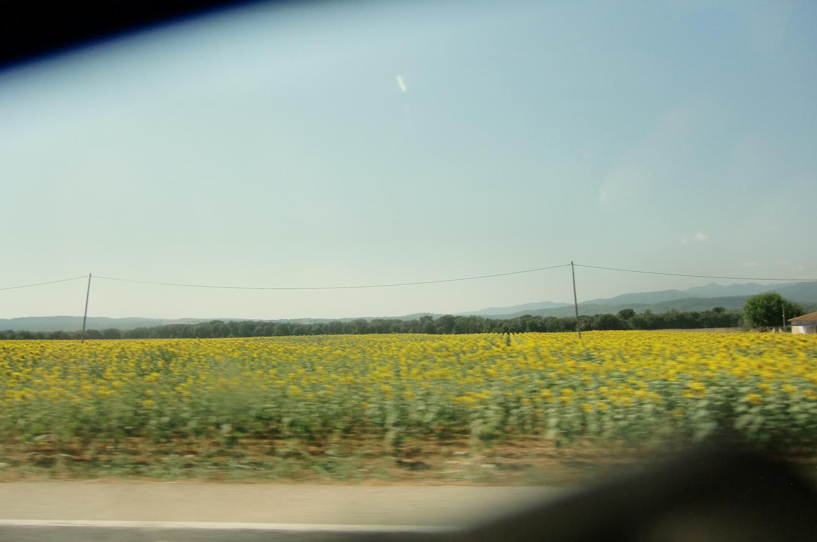 Zomerlandschap