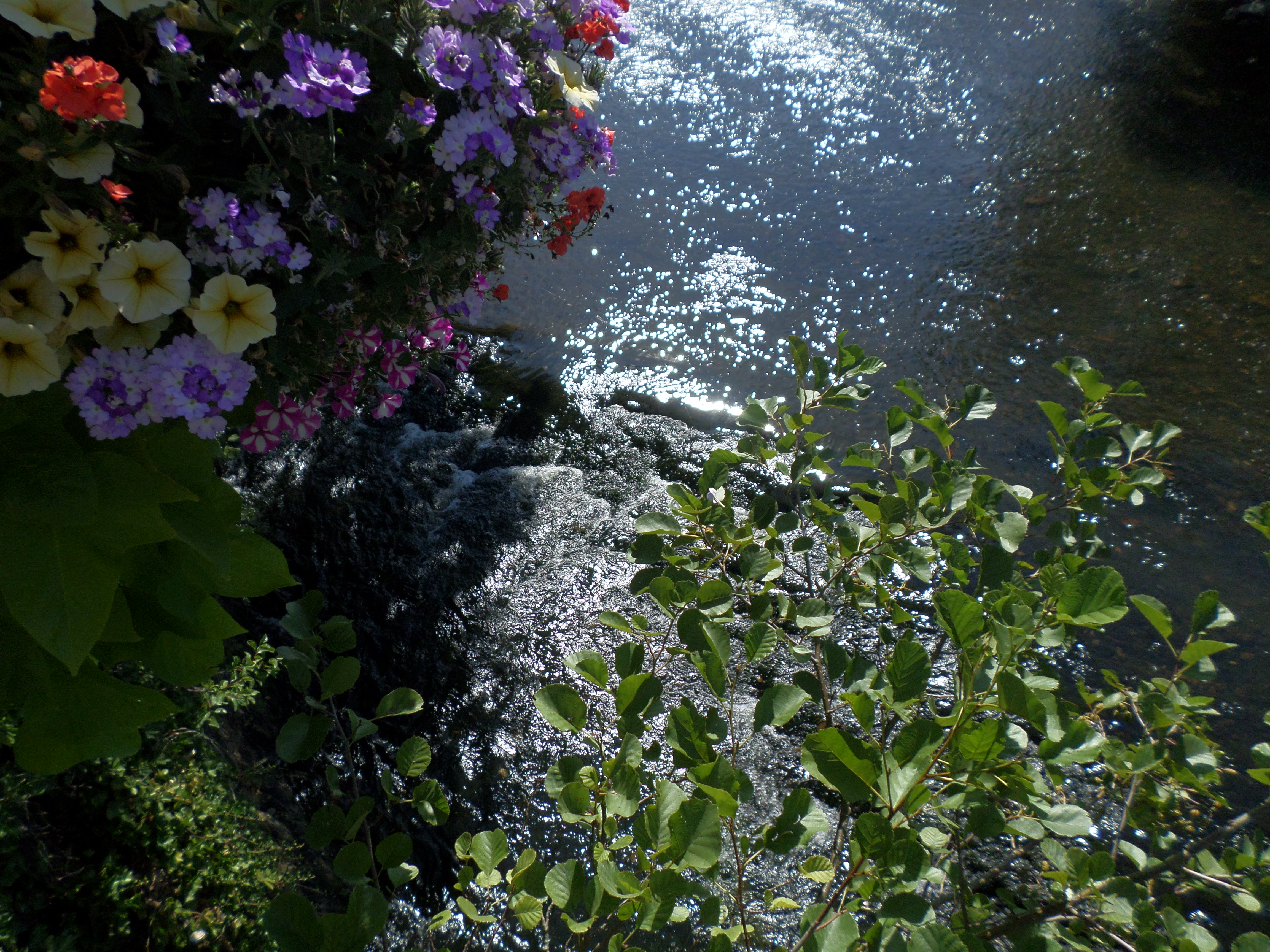 Bloemen boven het water