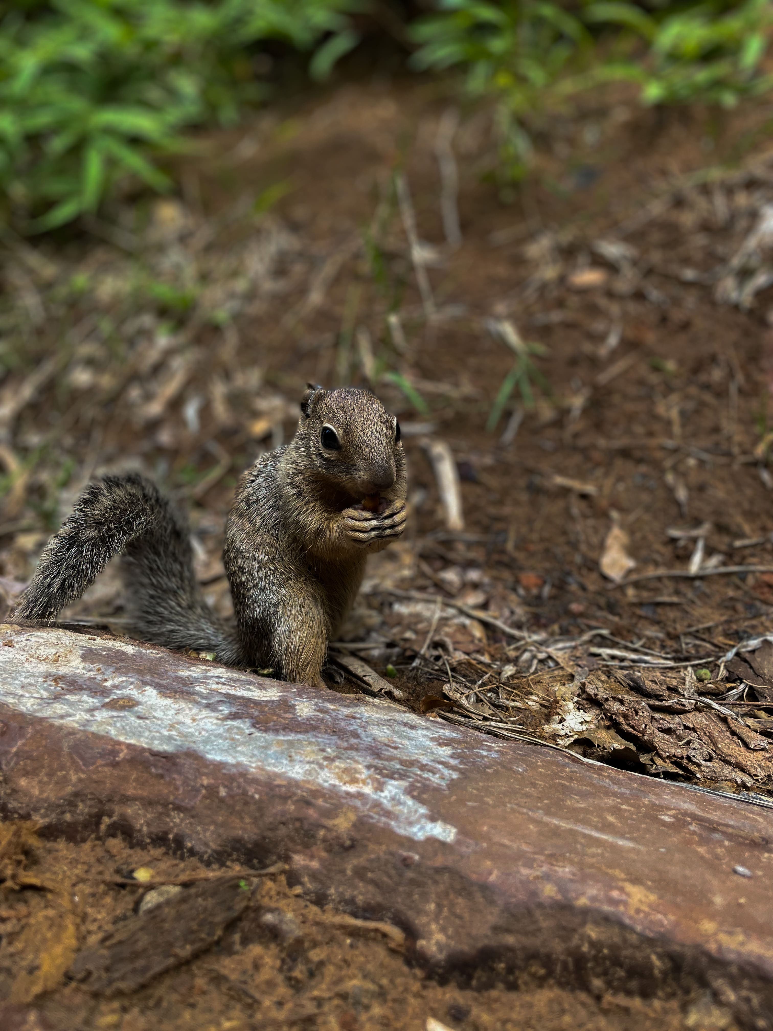 Eekhoorn Zion National Park