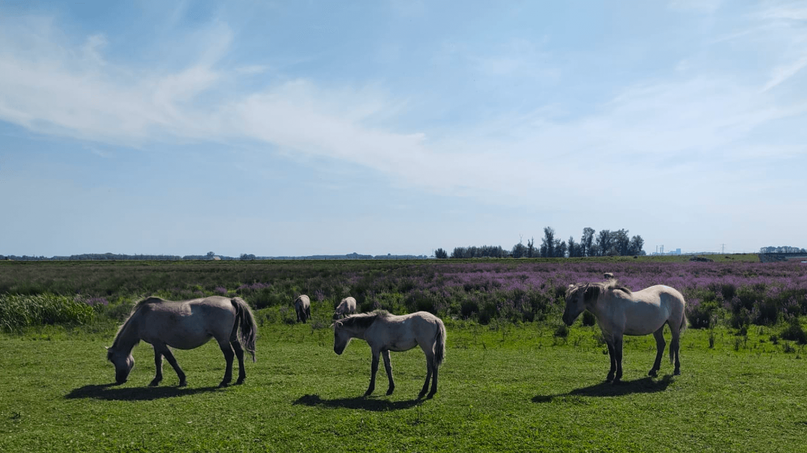 Dieren - Paarden