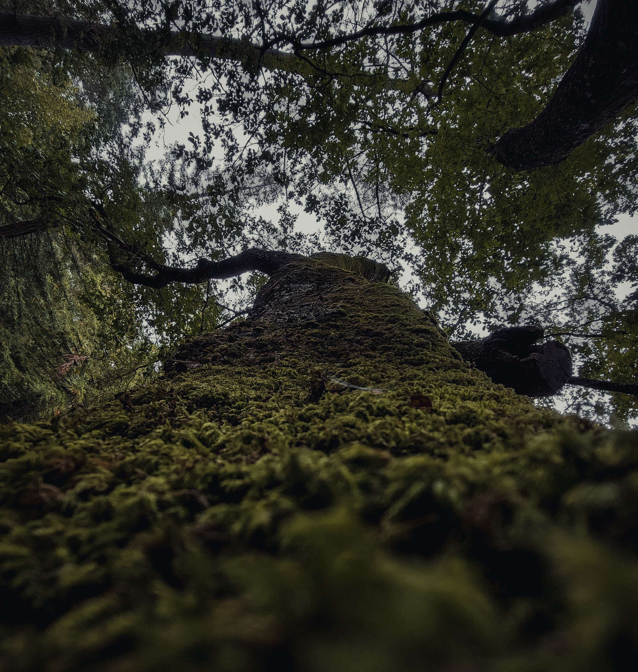 Foto 3: Ancient Forest