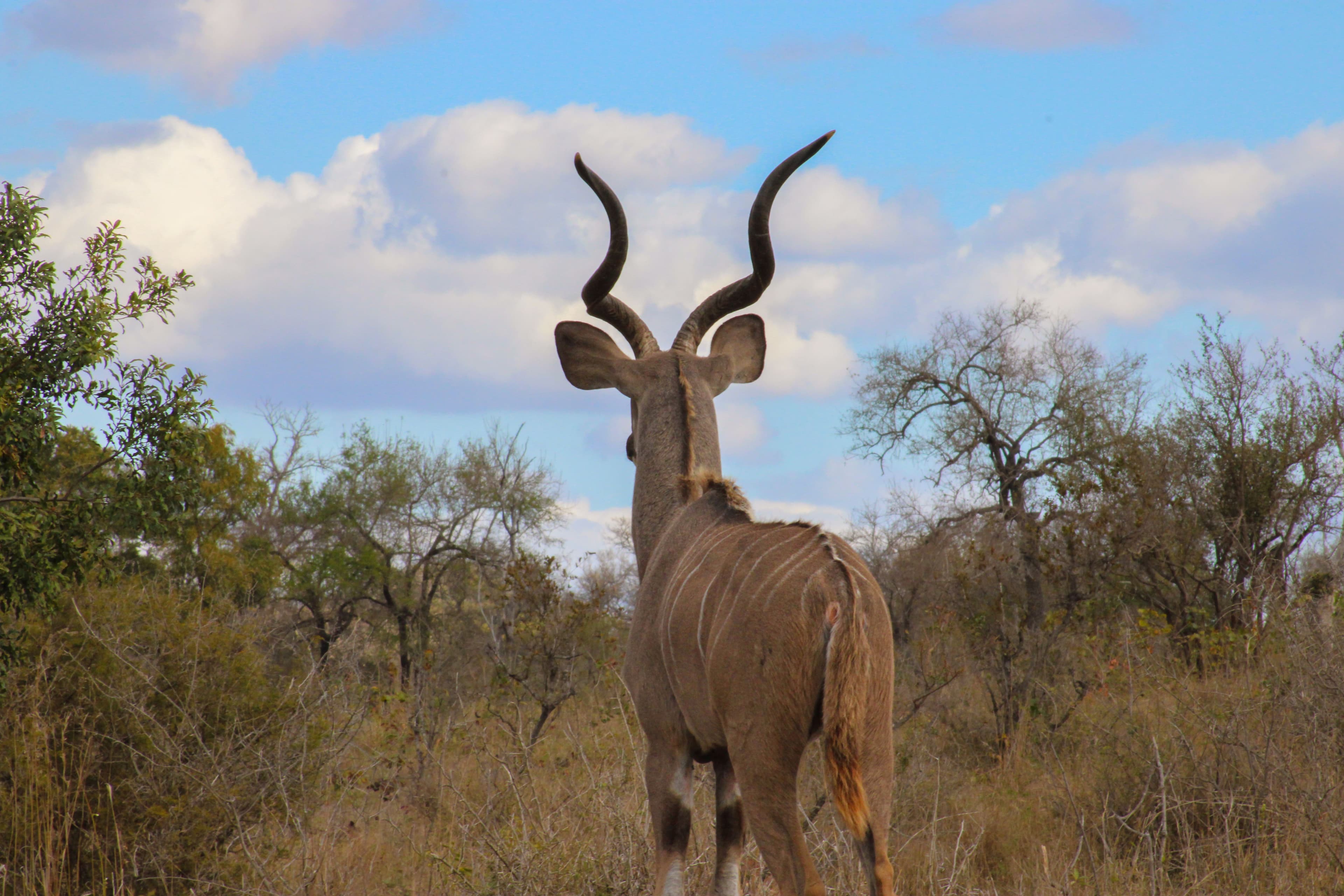 Kudu