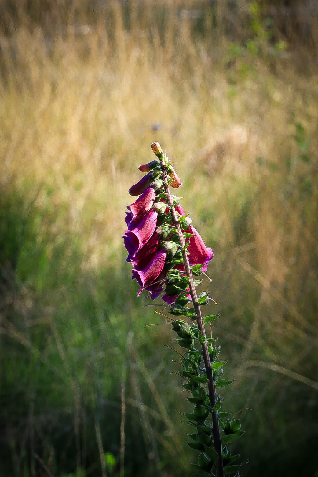 'Een Alleenstaande bloem'